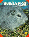 Guinea Pigs as a New Pet