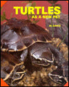 Turtles as a New Pet