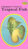 A Beginner's Guide to Tropical Fish