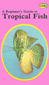 A Beginner's Guide to Tropical Fish