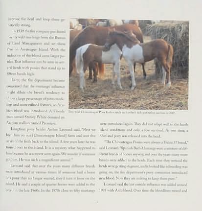 Out of the Sea: Today's Chincoteague Pony