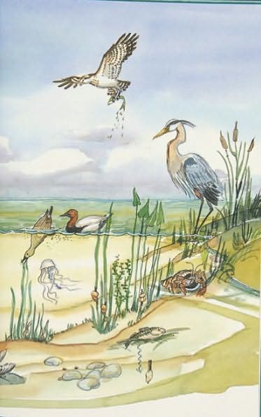 Awesome Chesapeake: Kid's Guide to the Chesapeake Bay, 2nd Edition