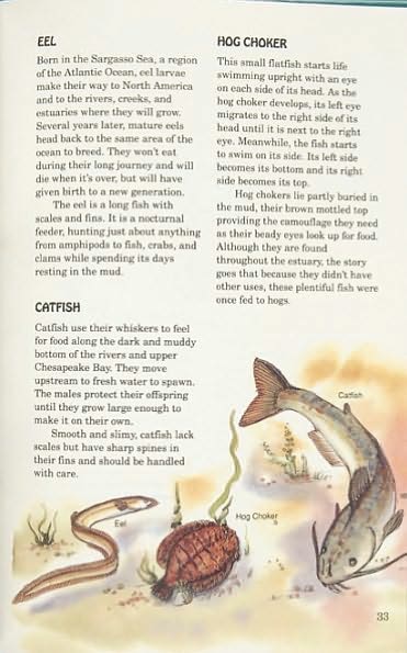 Awesome Chesapeake: Kid's Guide to the Chesapeake Bay, 2nd Edition