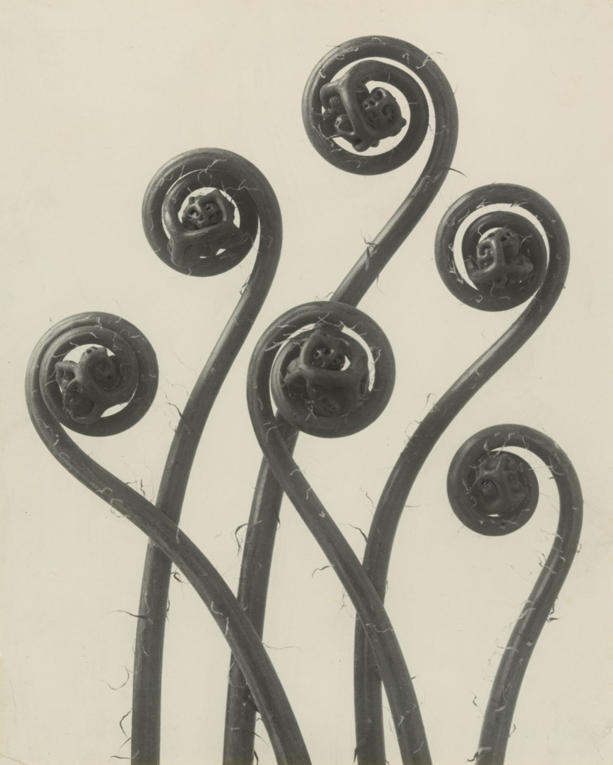 Object:Photo : Modern Photographs 1909-1949: The Thomas Walther Collection at the Museum of Modern Art