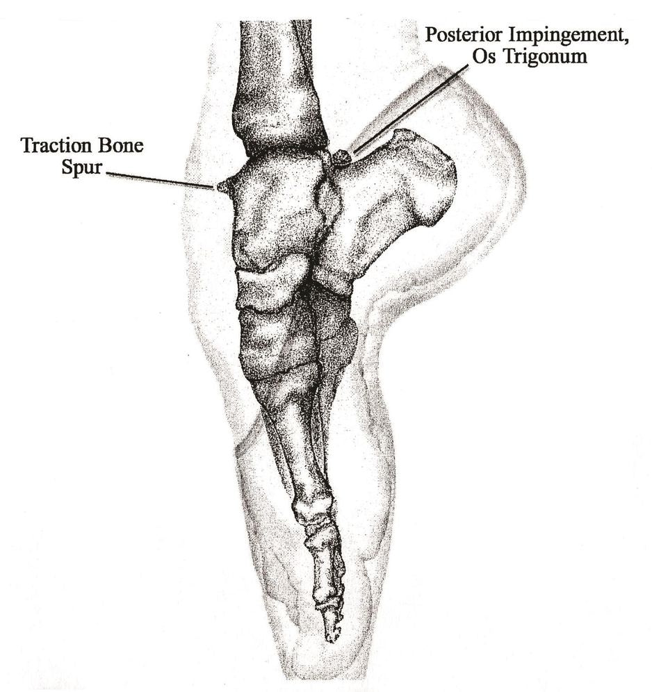 Dance Medicine: Head to Toe: A Dancer's Guide to Health
