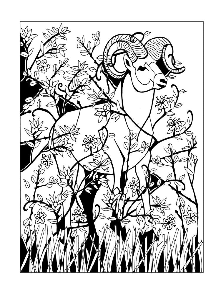 Shalom Coloring III: Animals of the Bible