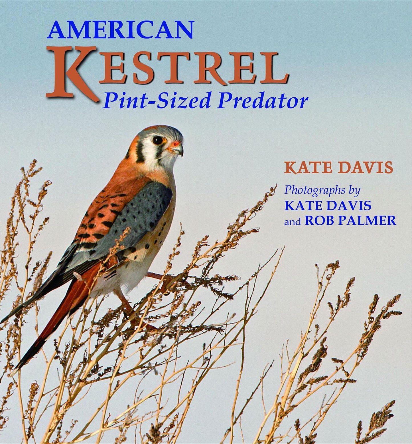 American Kestrel: Pint-Sized Predator
