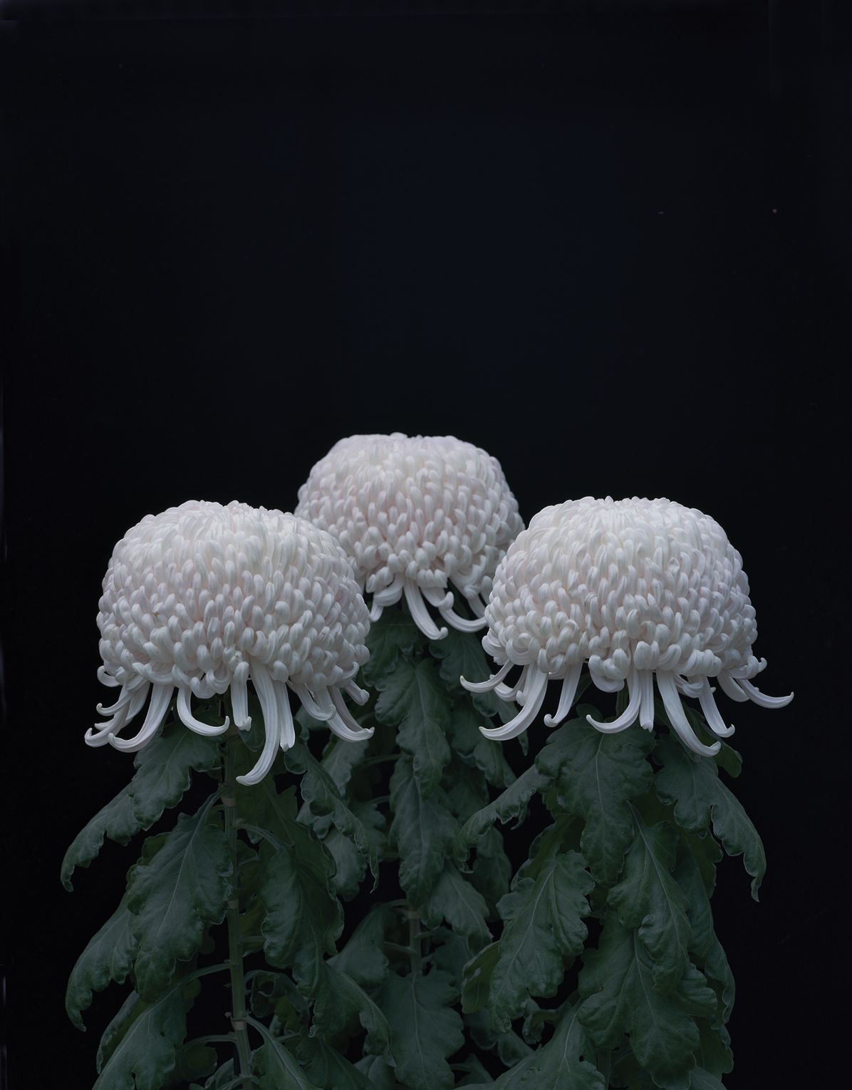 In the Wake: Japanese Photographers Respond to 3-11