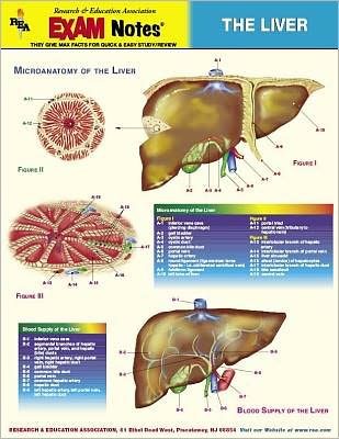 The Liver