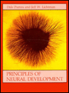 Principles of Neural Development