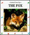 The Fox: Playful Prowler