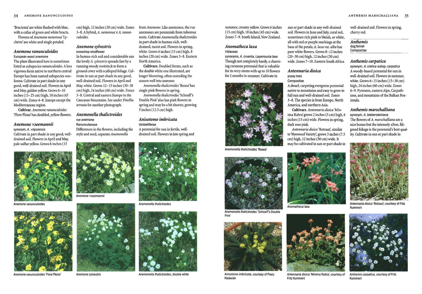 Rock Garden Plants: A Color Encyclopedia