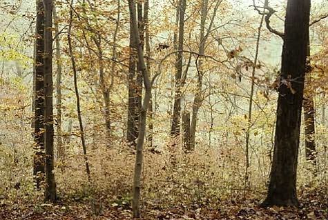 The American Woodland Garden: Capturing the Spirit of the Deciduous Forest
