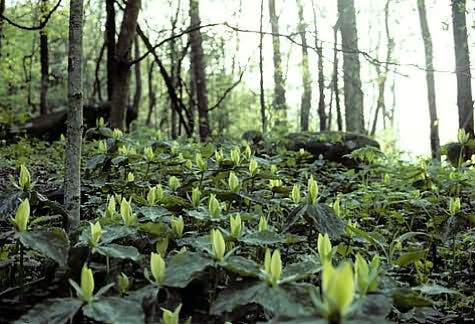 The American Woodland Garden: Capturing the Spirit of the Deciduous Forest