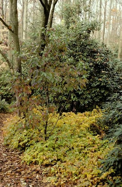 The American Woodland Garden: Capturing the Spirit of the Deciduous Forest
