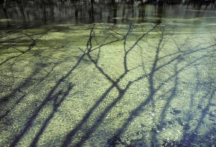 The American Woodland Garden: Capturing the Spirit of the Deciduous Forest