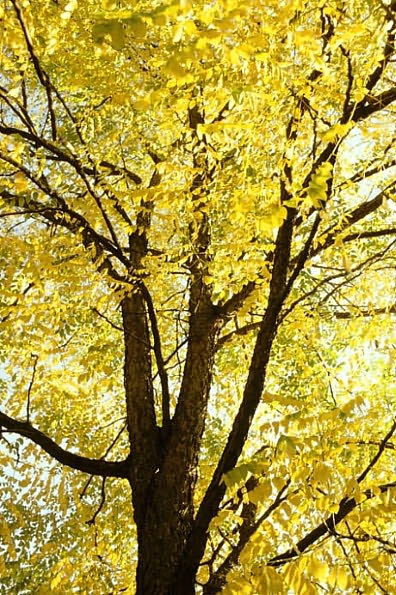 The American Woodland Garden: Capturing the Spirit of the Deciduous Forest