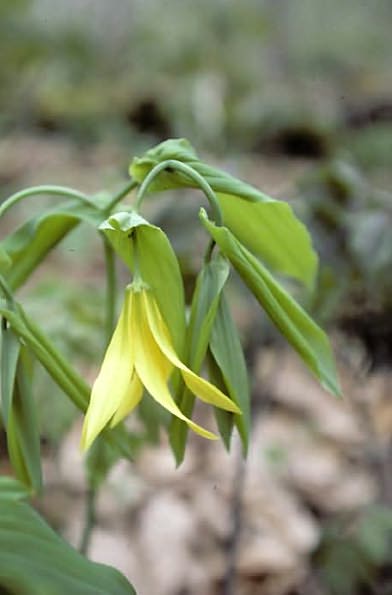 The American Woodland Garden: Capturing the Spirit of the Deciduous Forest