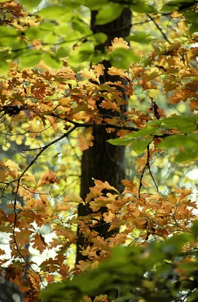 The American Woodland Garden: Capturing the Spirit of the Deciduous Forest