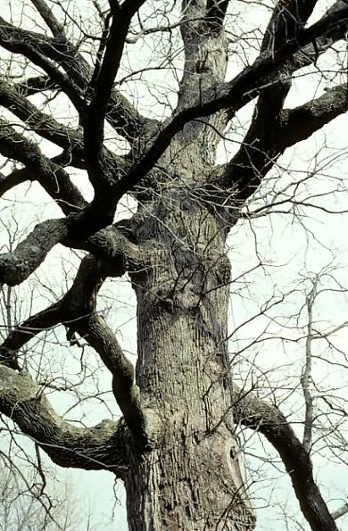 The American Woodland Garden: Capturing the Spirit of the Deciduous Forest