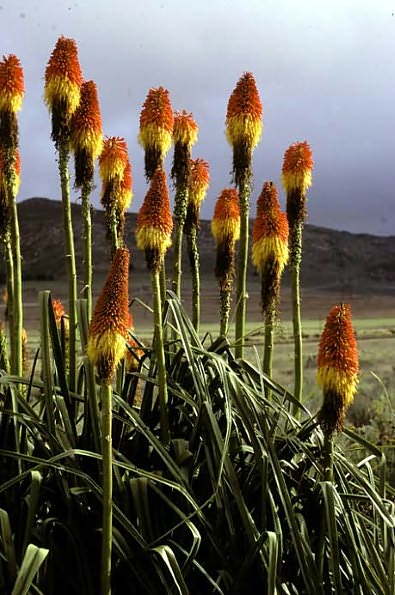 The Color Encyclopedia of Cape Bulbs