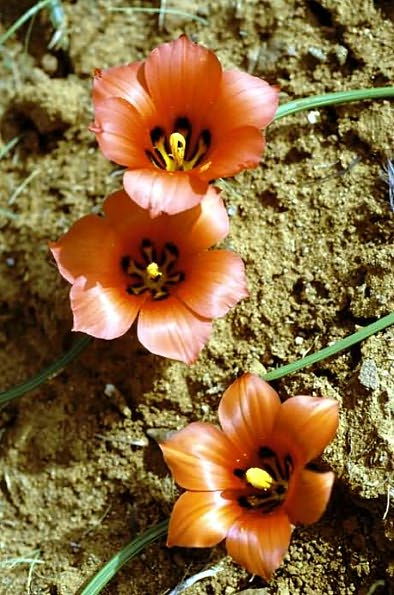 The Color Encyclopedia of Cape Bulbs