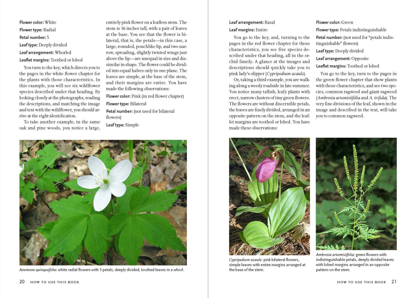 Wildflowers of the Pacific Northwest: Timber Press Field Guide
