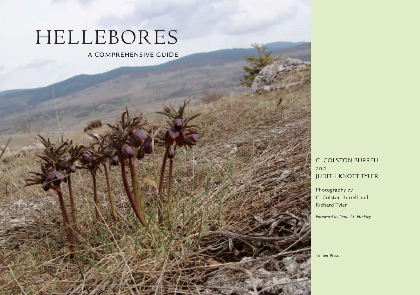 Hellebores: A Comprehensive Guide