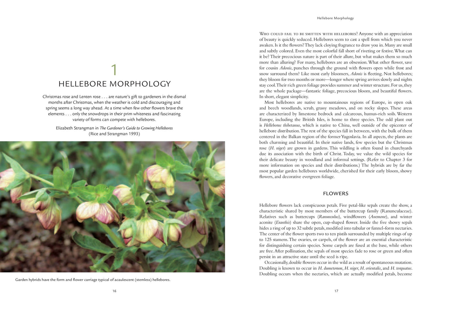 Hellebores: A Comprehensive Guide