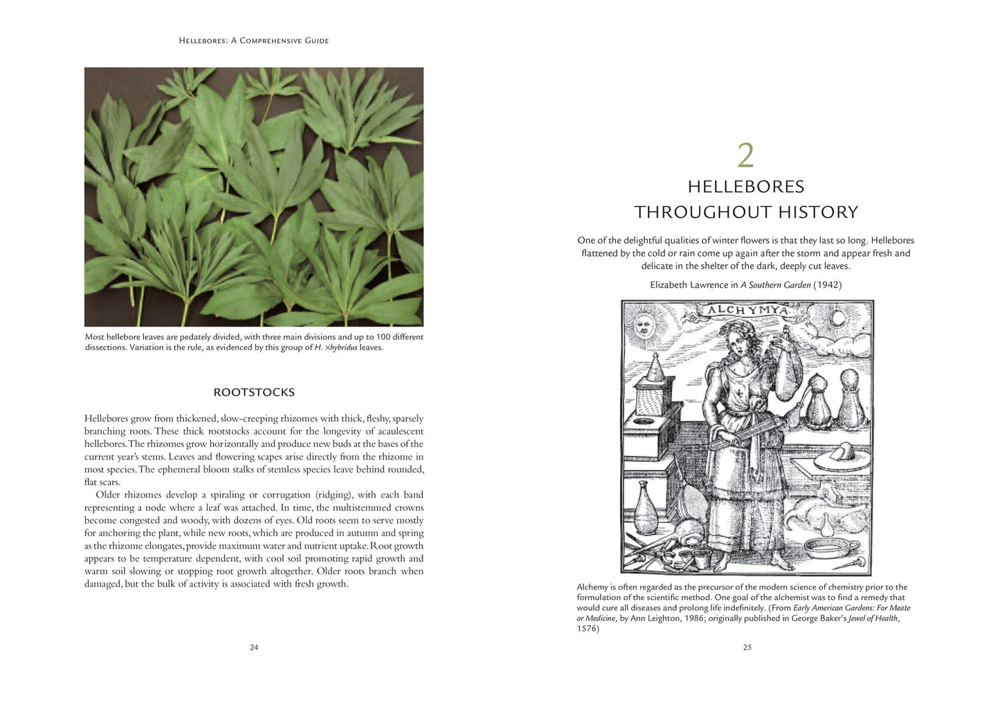 Hellebores: A Comprehensive Guide
