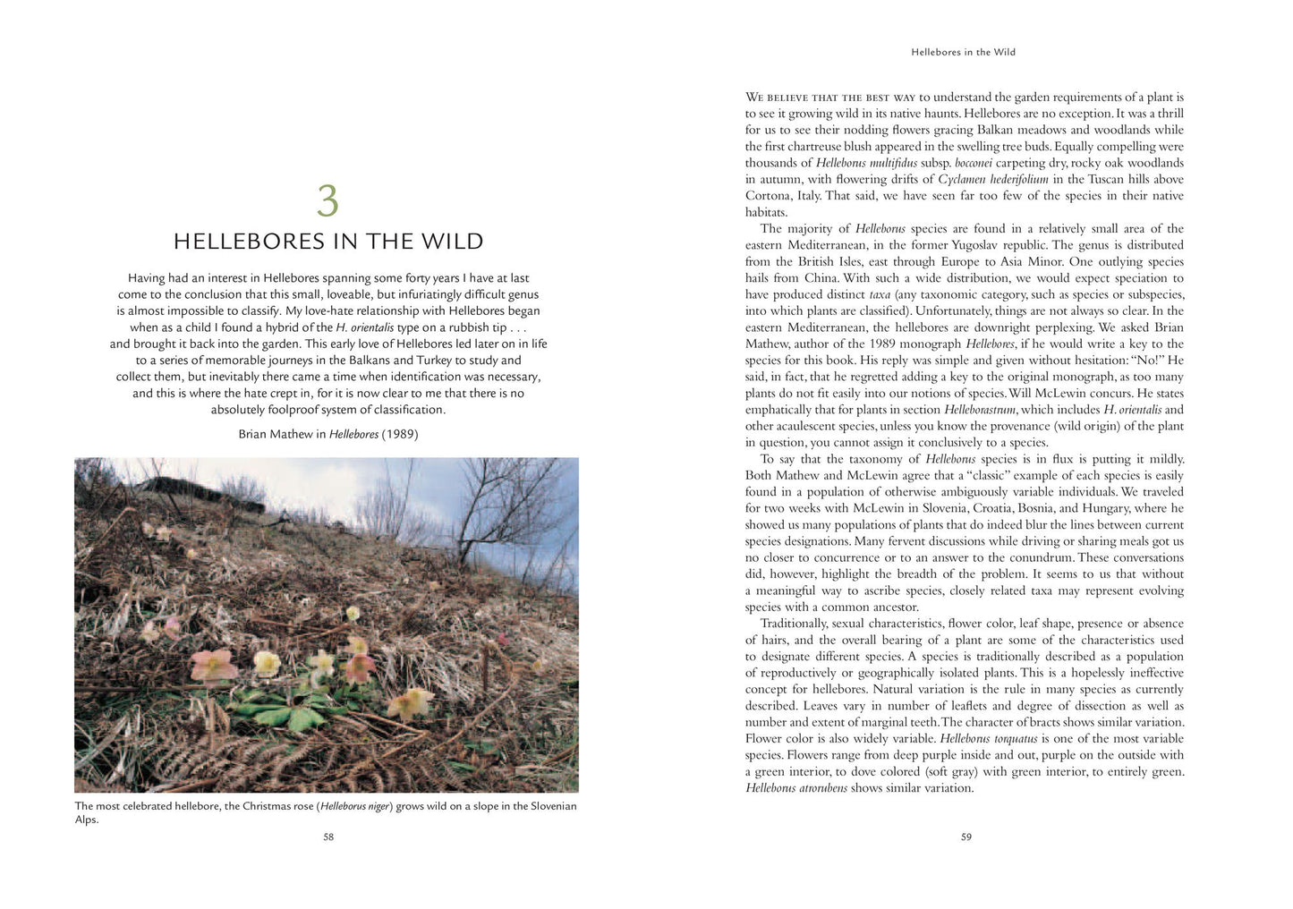 Hellebores: A Comprehensive Guide