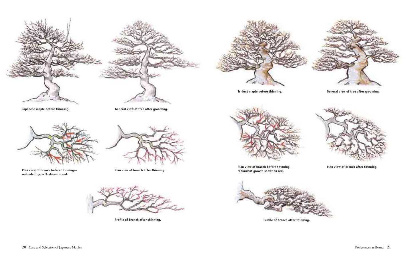 Bonsai with Japanese Maples