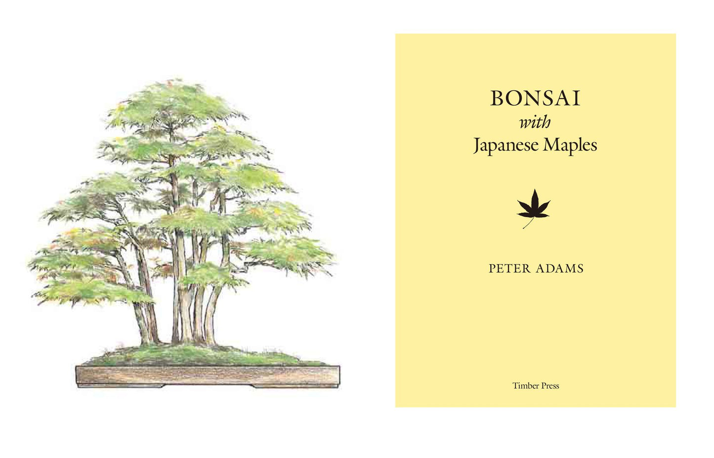 Bonsai with Japanese Maples