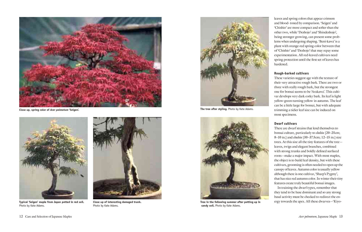 Bonsai with Japanese Maples