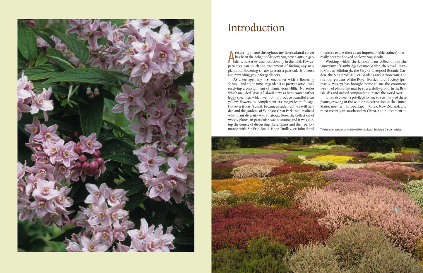 The Timber Press Encyclopedia of Flowering Shrubs