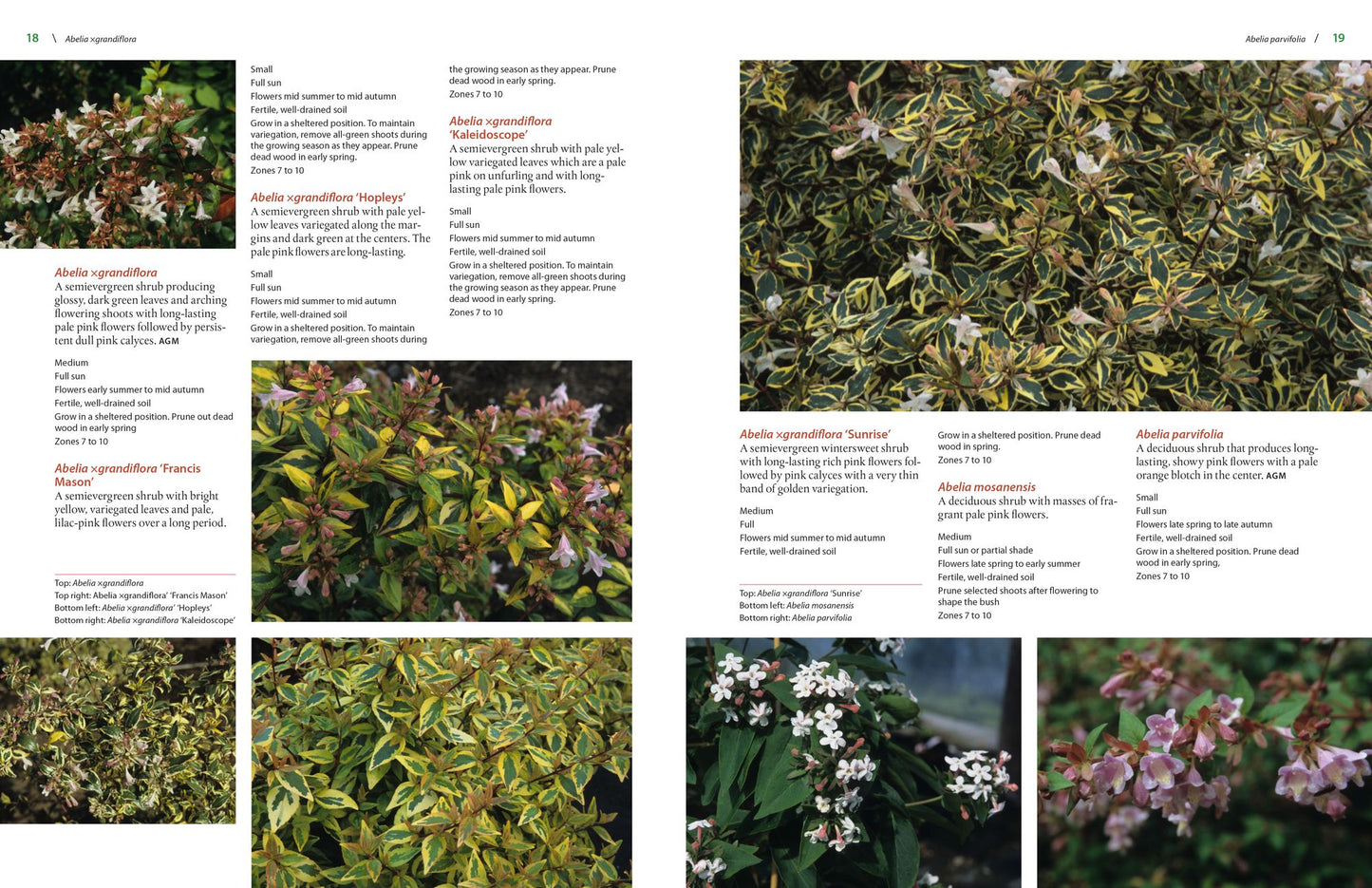 The Timber Press Encyclopedia of Flowering Shrubs