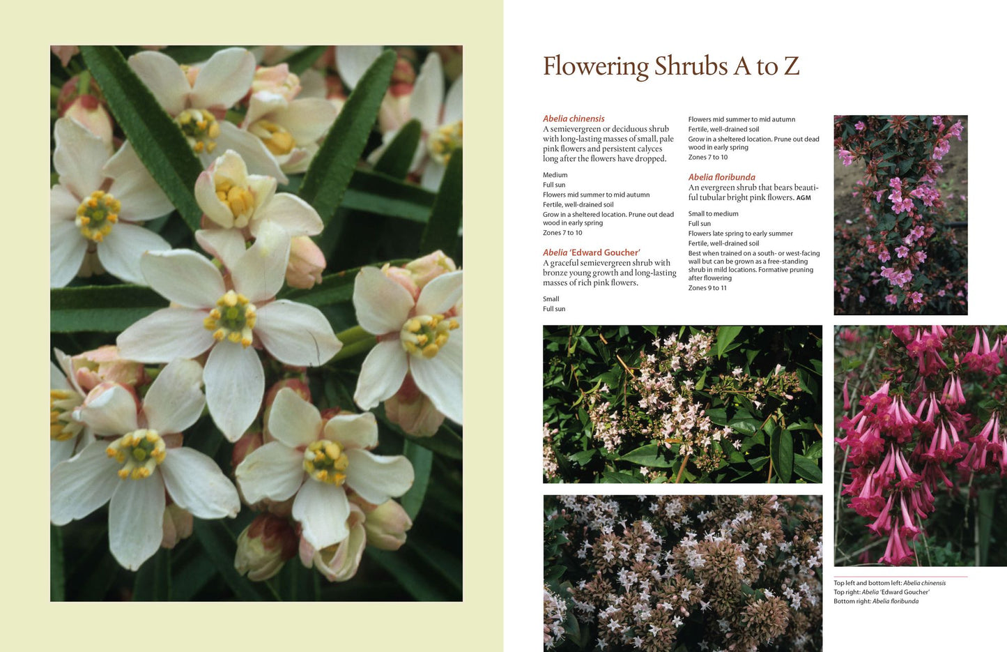 The Timber Press Encyclopedia of Flowering Shrubs