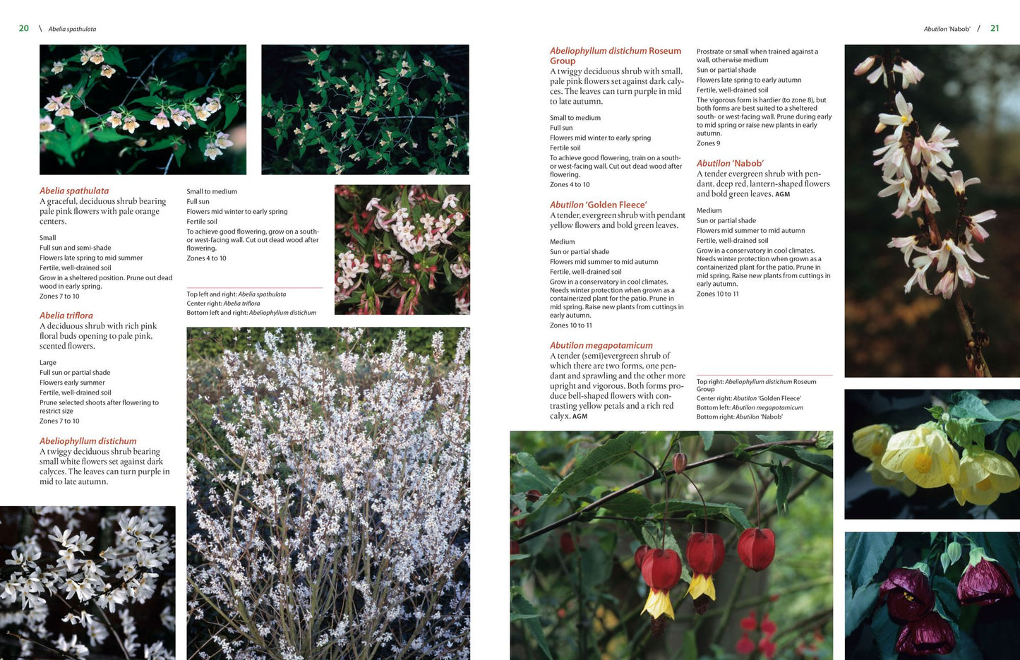 The Timber Press Encyclopedia of Flowering Shrubs