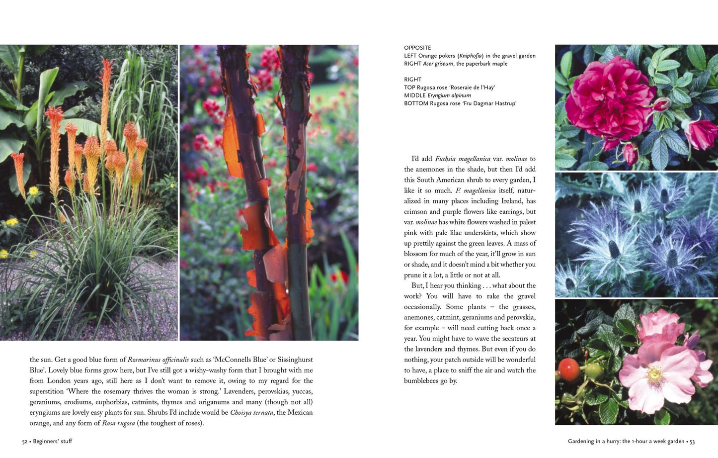Down to Earth With Helen Dillon