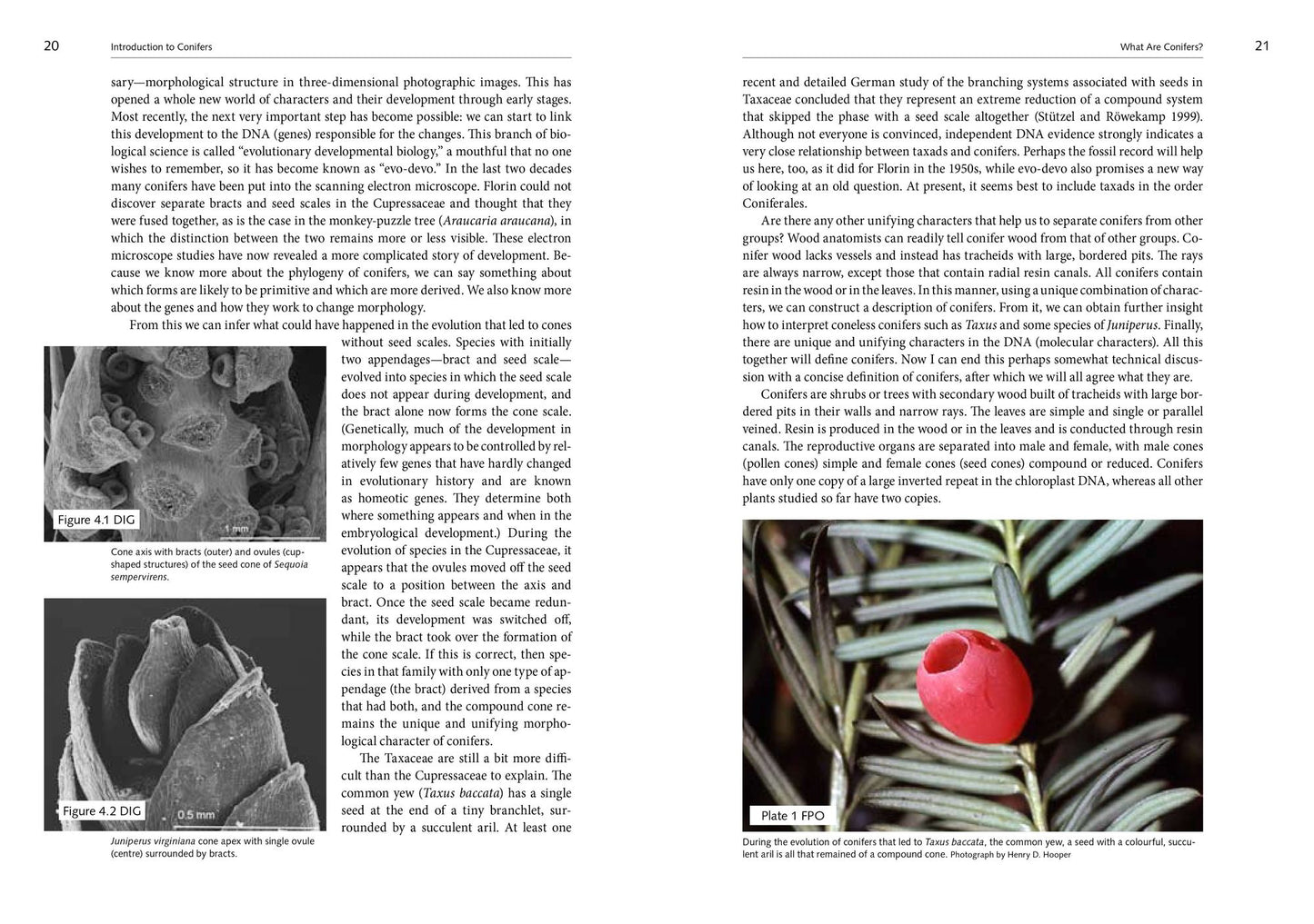 A Natural History of Conifers