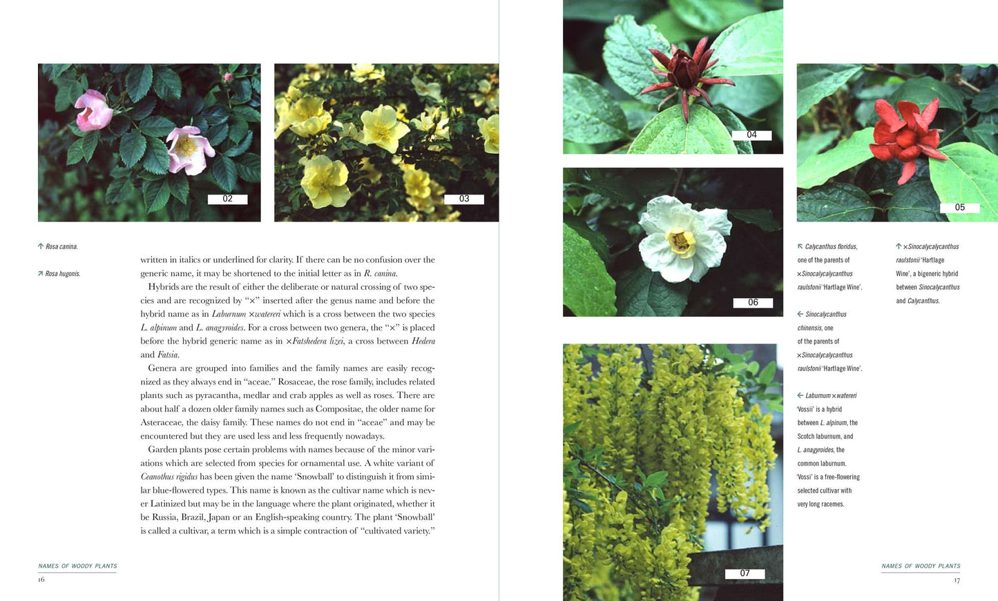 400 Trees and Shrubs for Small Spaces
