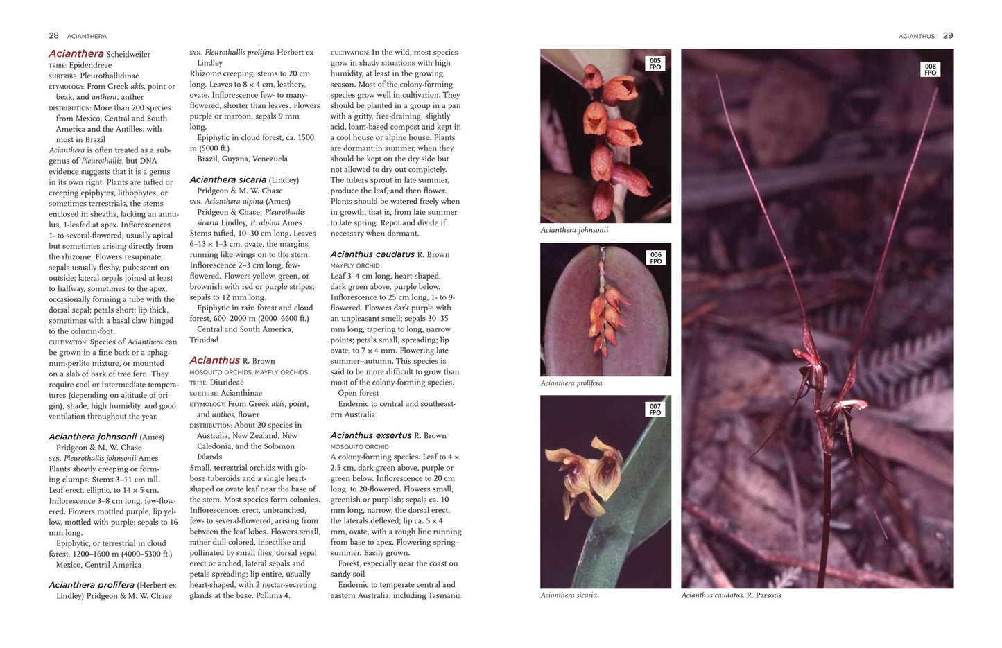 The New Encyclopedia of Orchids: 1500 Species in Cultivation