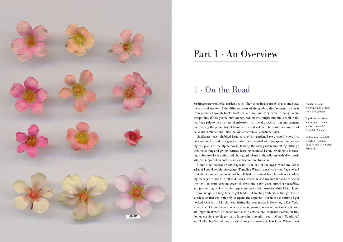 Saxifrages: A Definitive Guide to 2000 Species, Hybrids & Cultivars