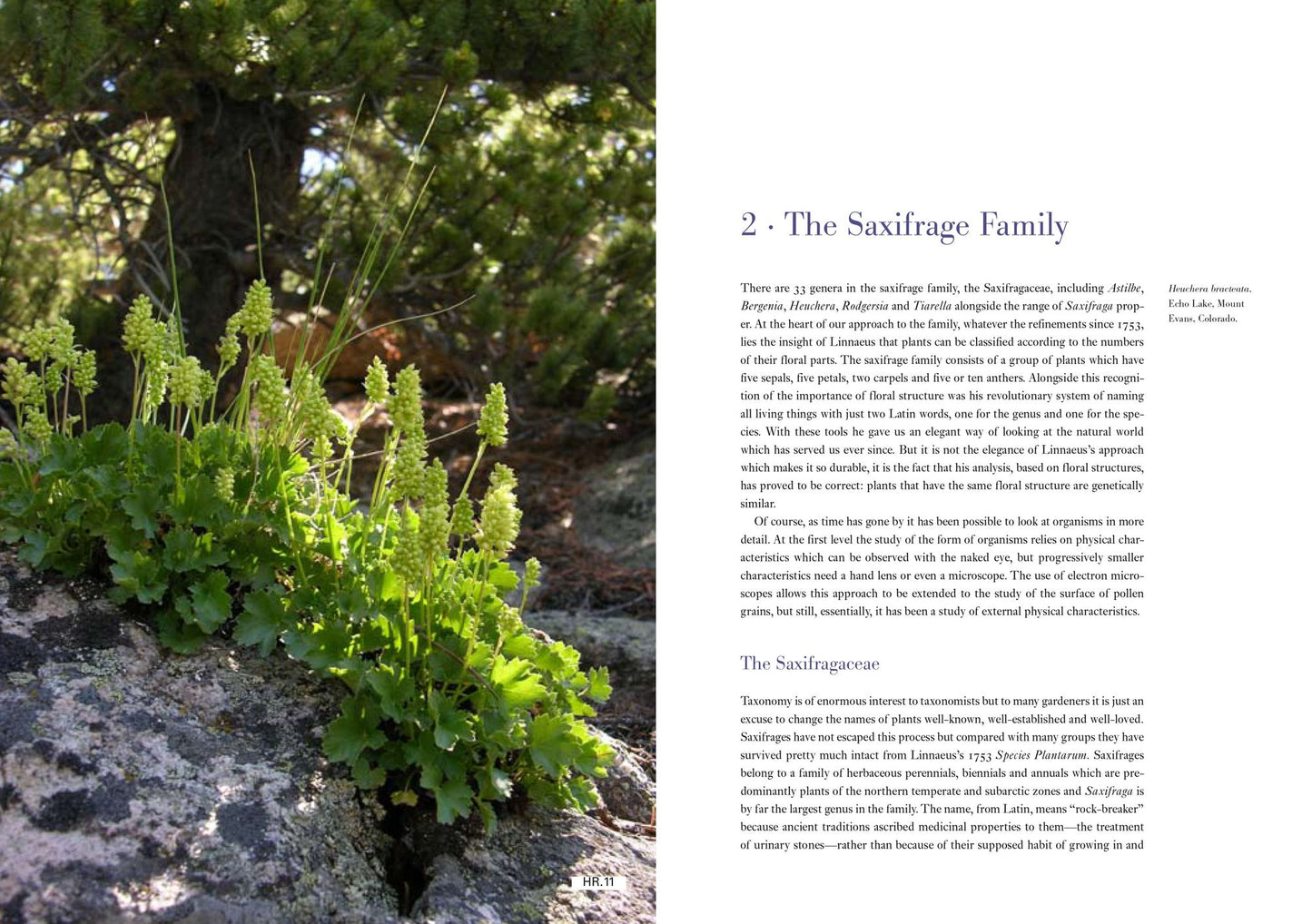 Saxifrages: A Definitive Guide to 2000 Species, Hybrids & Cultivars