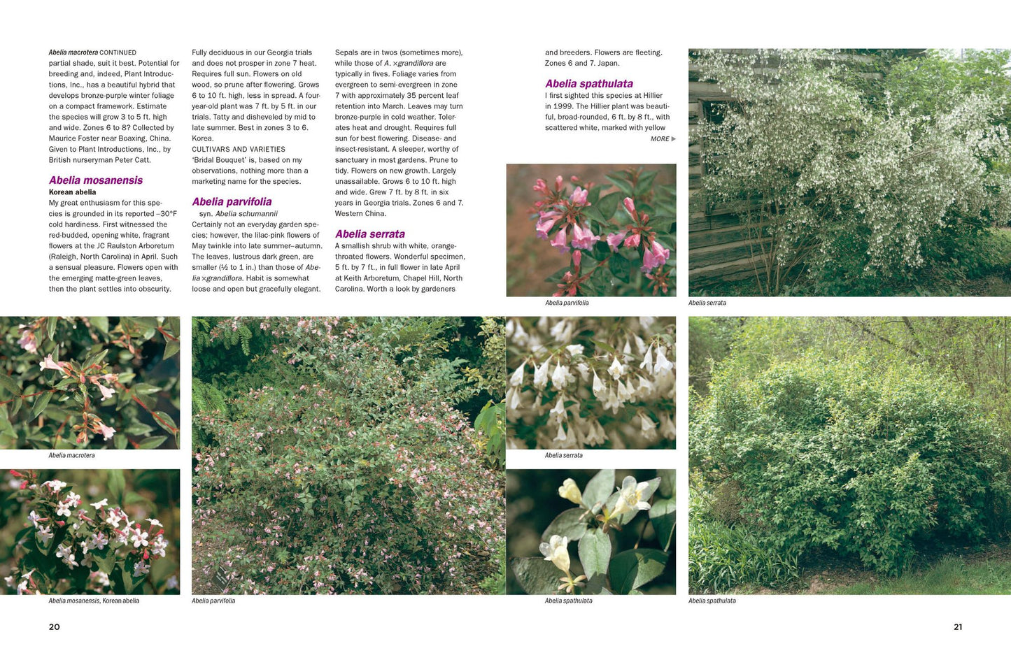 Dirr's Encyclopedia of Trees and Shrubs