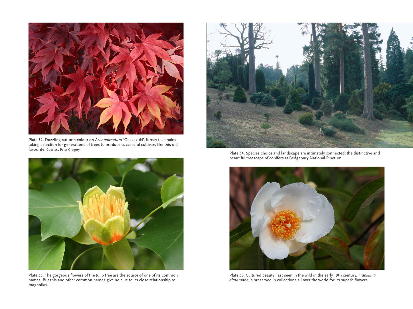 Planting and Maintaining a Tree Collection