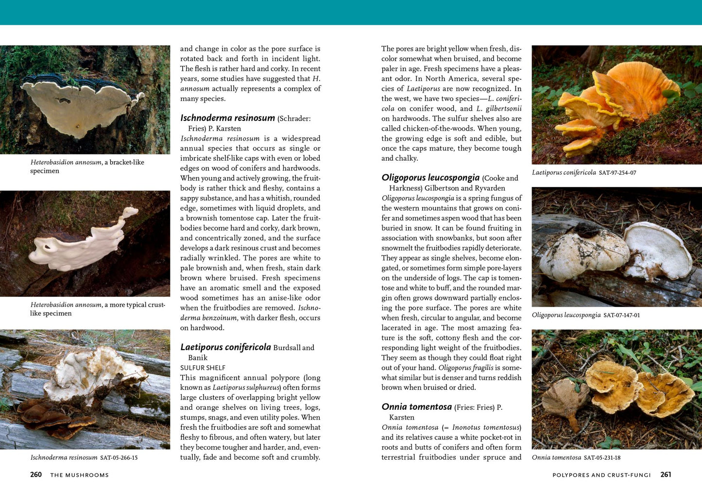 Mushrooms of the Pacific Northwest: Timber Press Field Guide