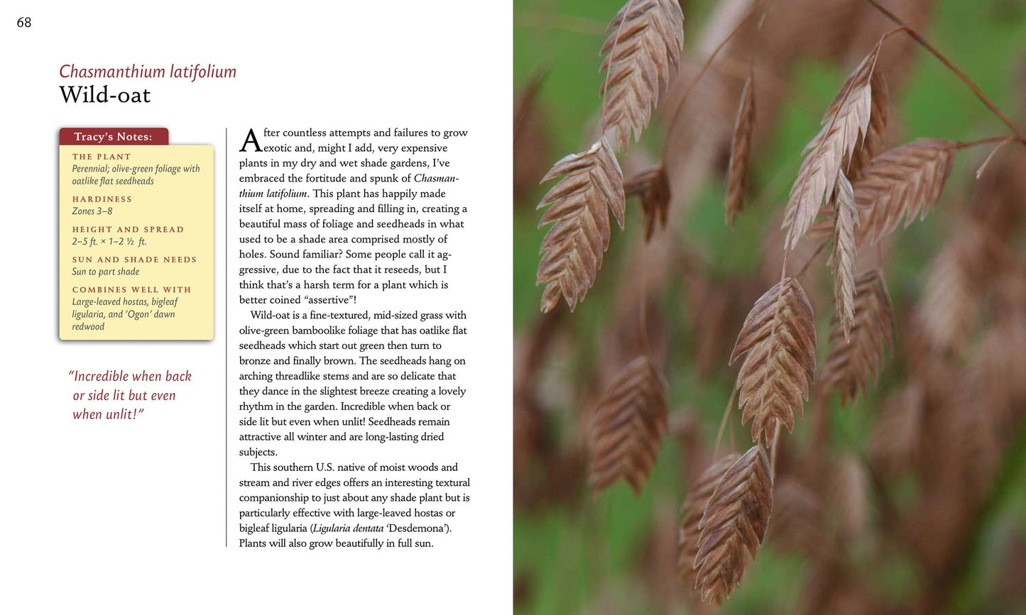 50 High-Impact, Low-Care Garden Plants