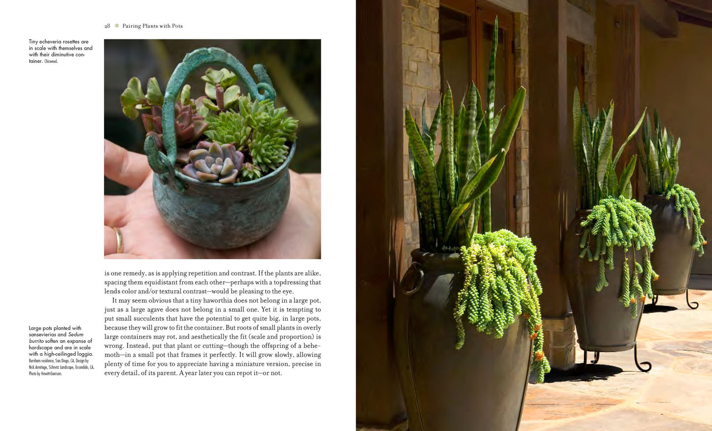 Succulent Container Gardens: Design Eye-Catching Displays with 350 Easy-Care Plants