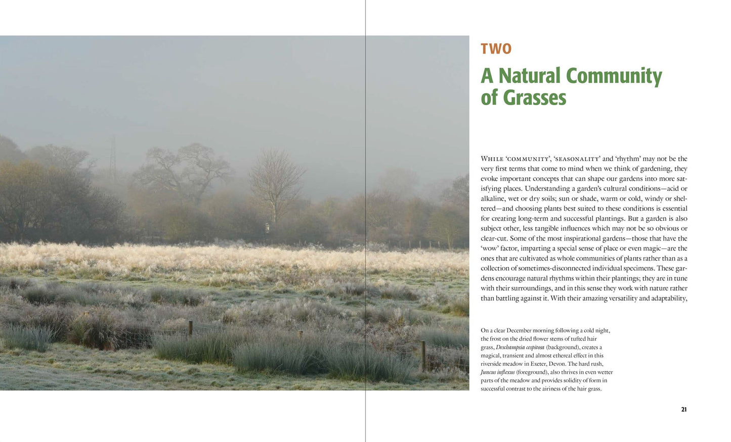 Designing with Grasses